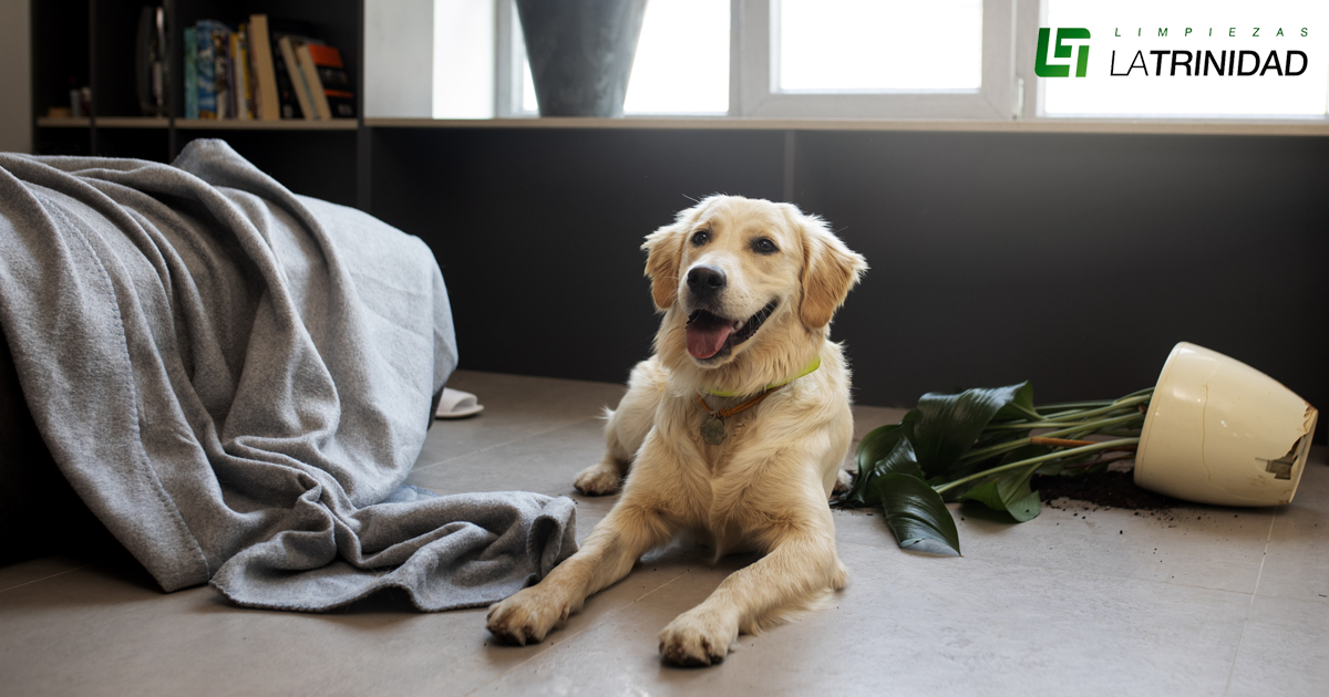 limpieza del hogar con mascotas y alergias